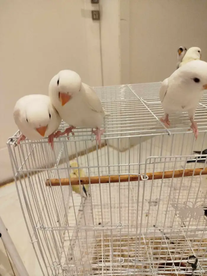 فروخ روز هدد قمة الولافه ماشاء الله الكميه محدوده 4