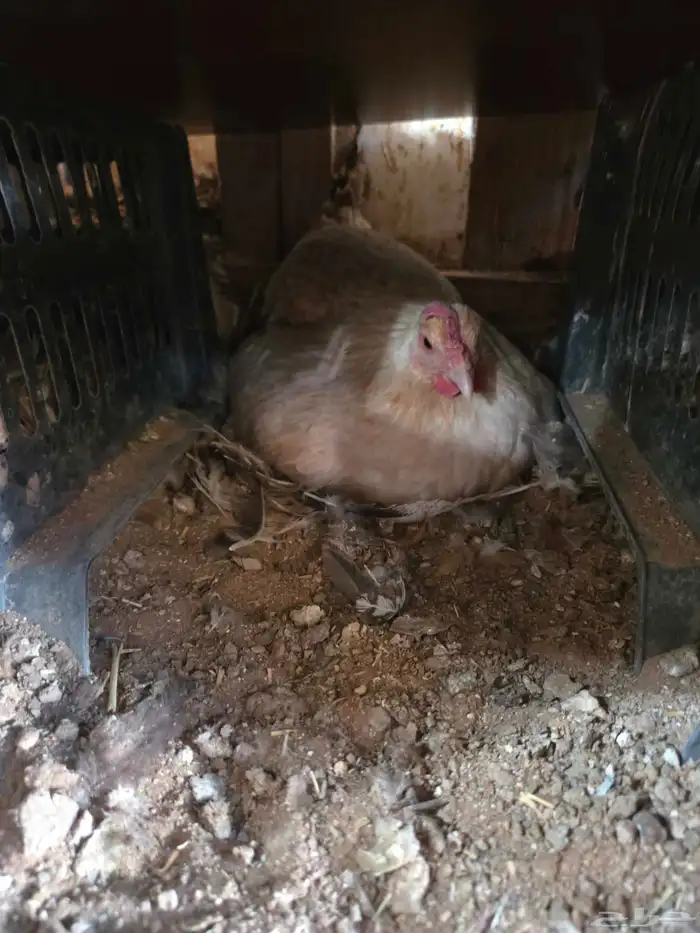 دجاجتين رقاديات 0