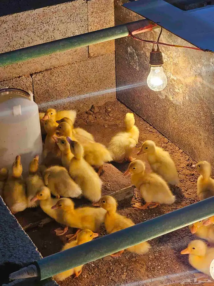 صوص بط بكيني سوبر جامبو 3