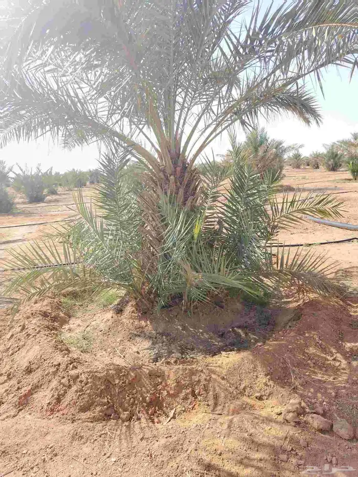 فروخ نخل للبيع 6