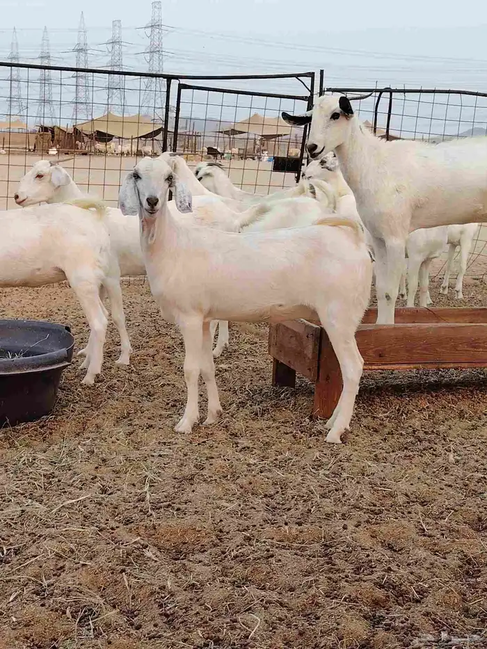 جفار بيشيات برص وكحل 0