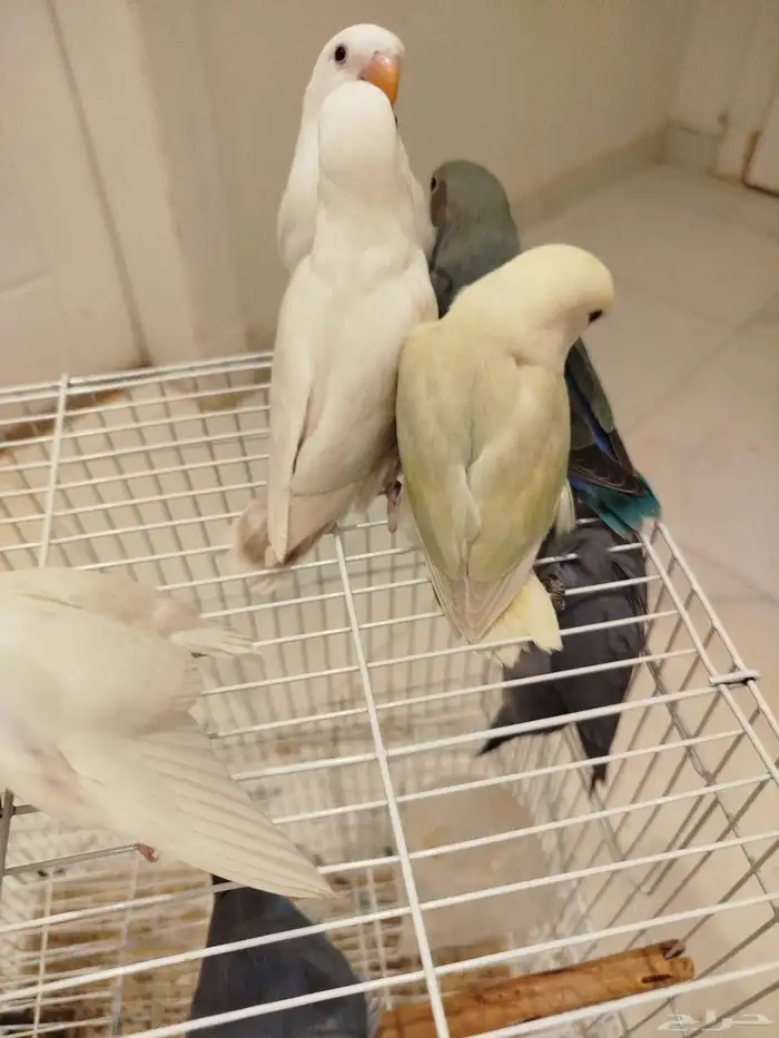 فروخ روز هدد قمة الولافه ماشاء الله الكميه محدوده 2