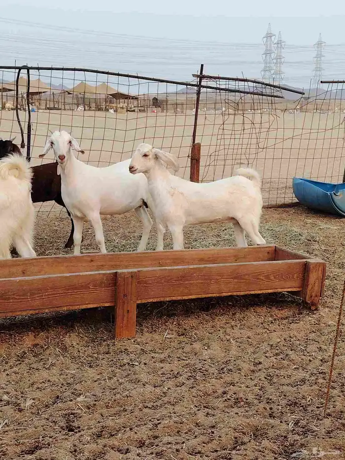 جفار بيشيات برص وكحل 8