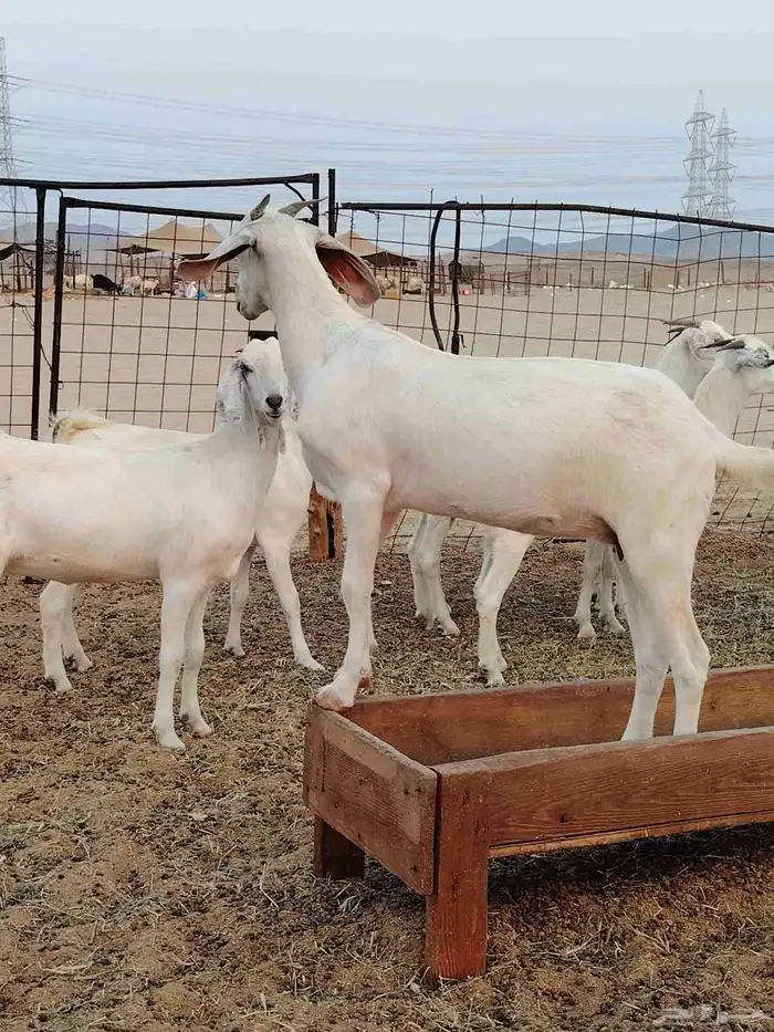 جفار بيشيات برص وكحل 2