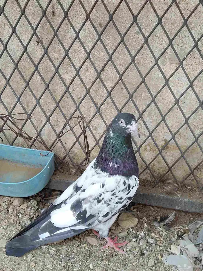 حمام باكستاني 2