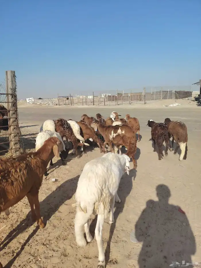 جذاعان ذبايح سواكني تربية شرط 2