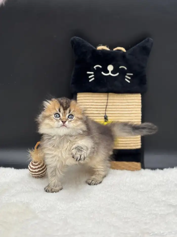 قطط للبيع شكوتش فولد العمر شهرين بصحة جيدة ما شاءالله جده 1