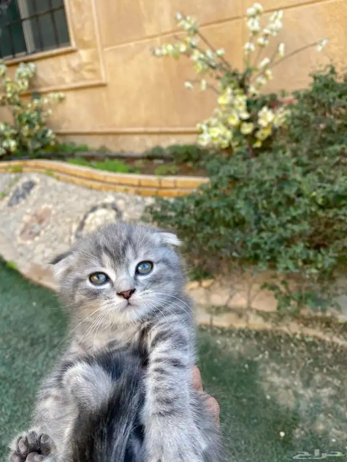 كيتن سكوتش فولد مطعمين مدربين للبيع ولايوجد تبني 5