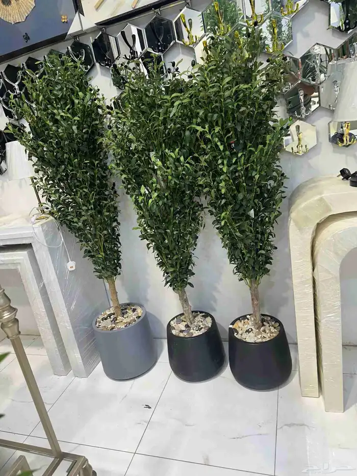 شجره الزيتون شجر زينه 0