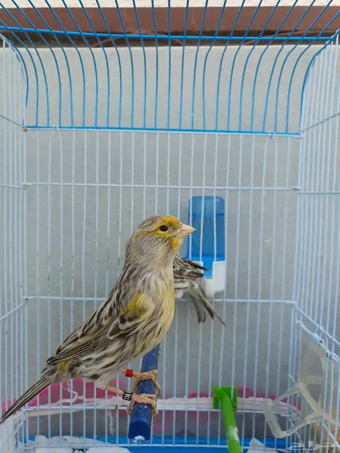 كناري اوربي 0