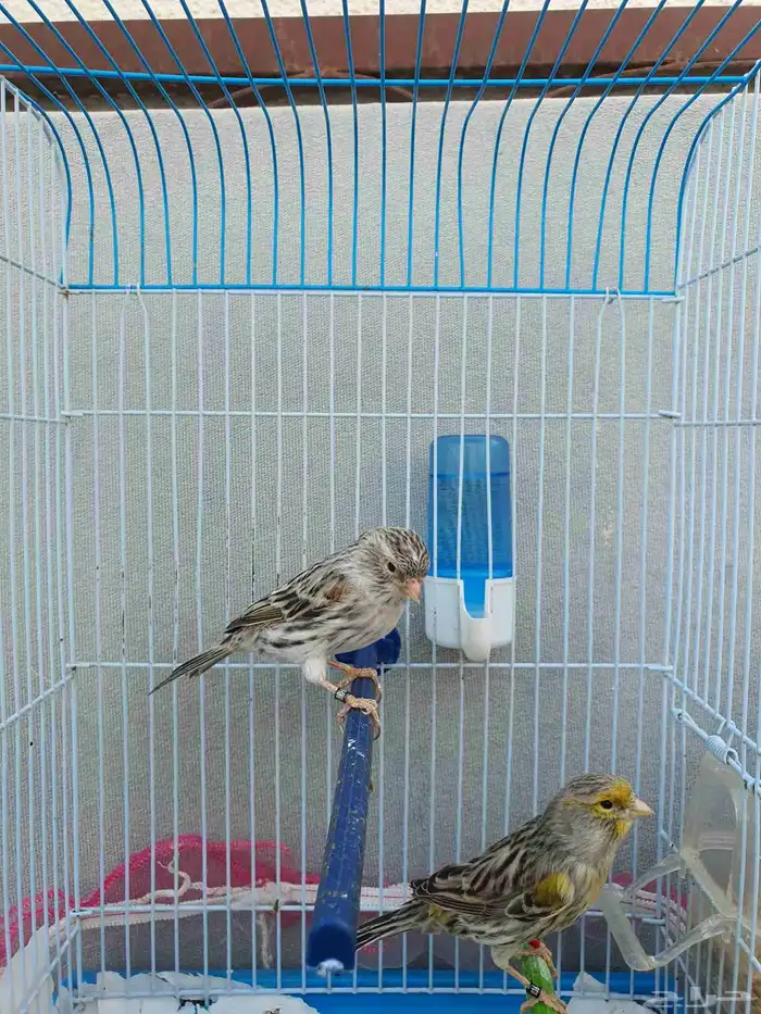 كناري اوربي 5