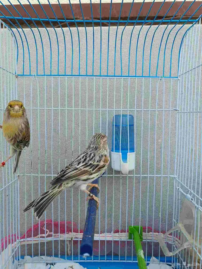 كناري اوربي 6