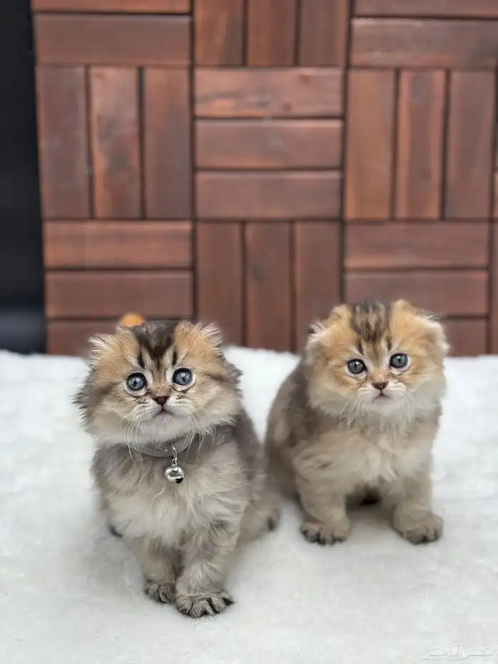 قطط للبيع شكوتش فولد العمر شهرين صحة ممتاز خاليه من أمرا 0