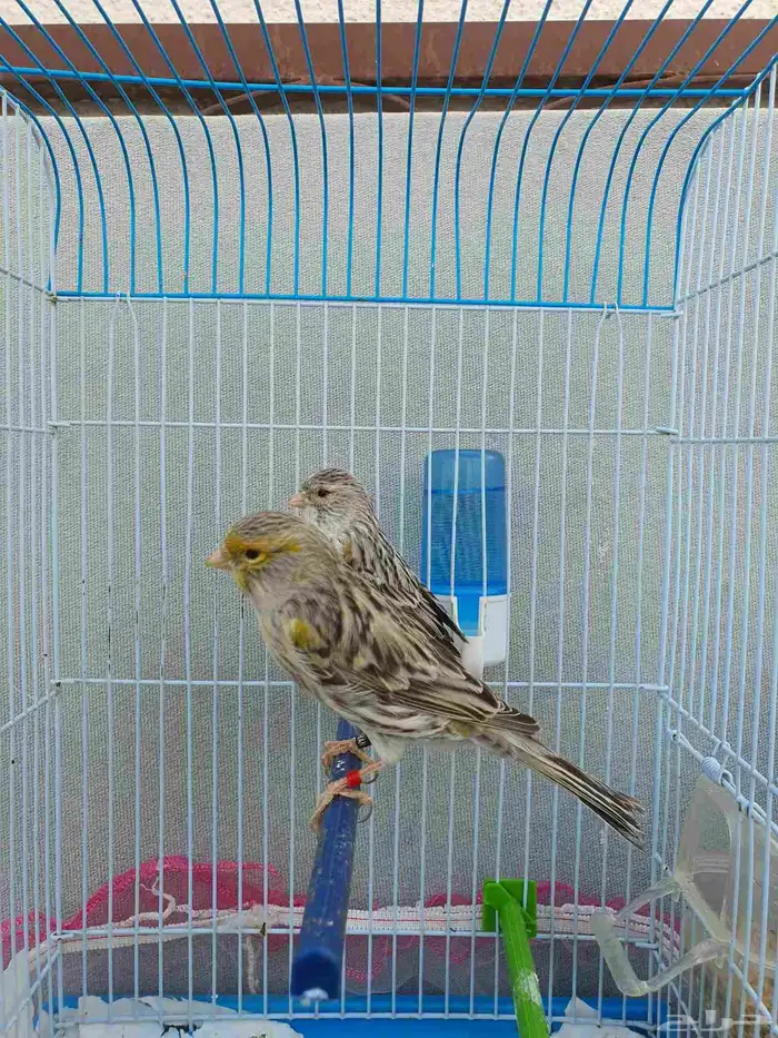 كناري اوربي 3