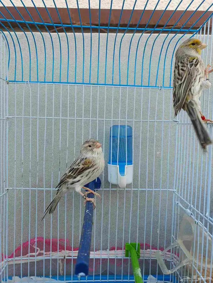 كناري اوربي 2