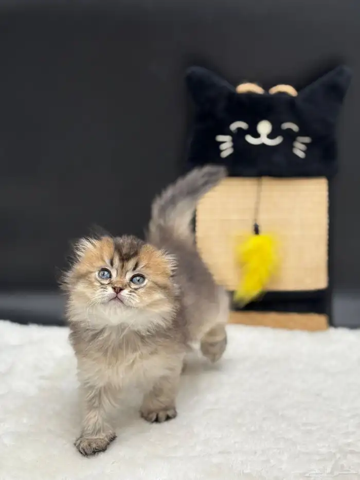 قطط للبيع شكوتش فولد العمر شهرين صحة ممتاز خاليه من أمرا 1