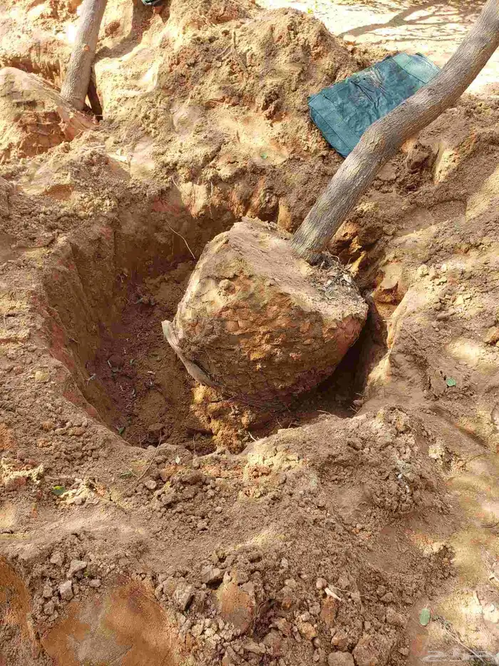 نقوم بقلع جميع انواع الاشجار 0