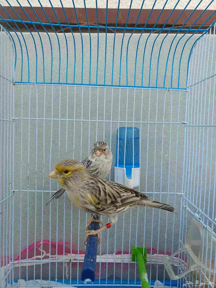 كناري اوربي 1