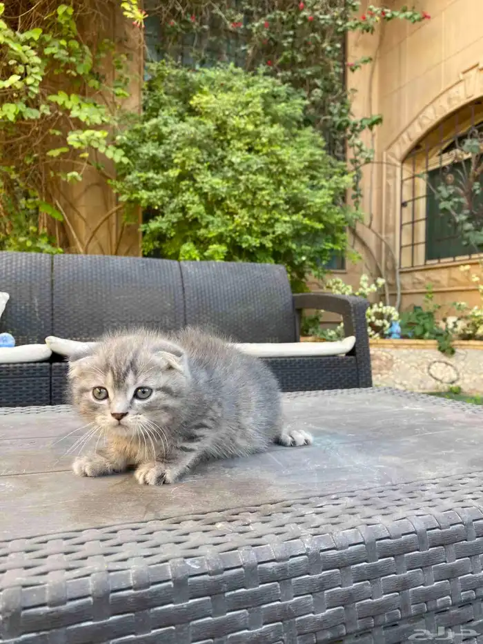 كيتن سكوتش فولد مطعمين مدربين للبيع ولايوجد تبني 11