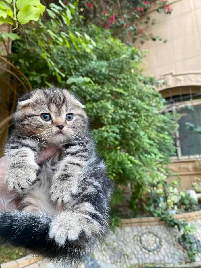 كيتن سكوتش فولد مطعمين مدربين للبيع ولايوجد تبني 15