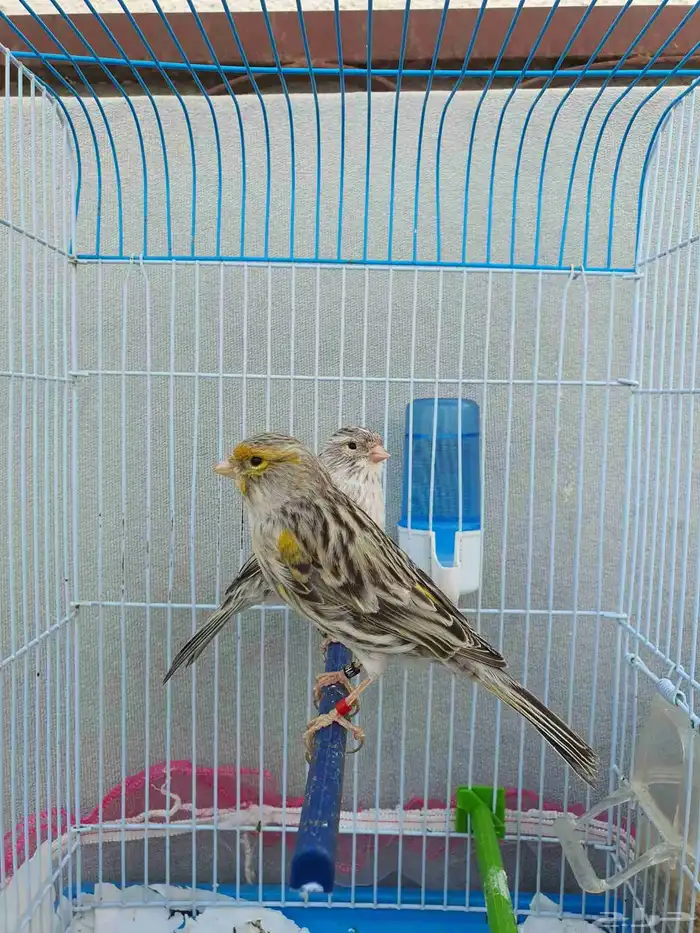 كناري اوربي 4