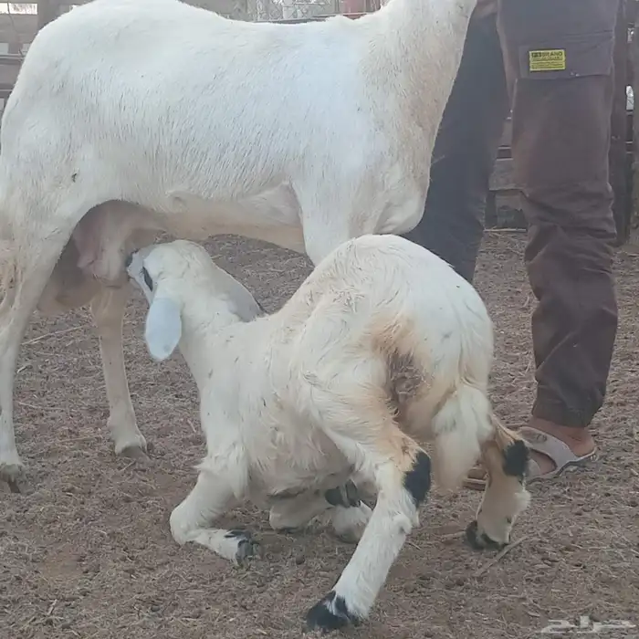 رخل حري العمر 3شهور ونص تقريبا للبيع 1