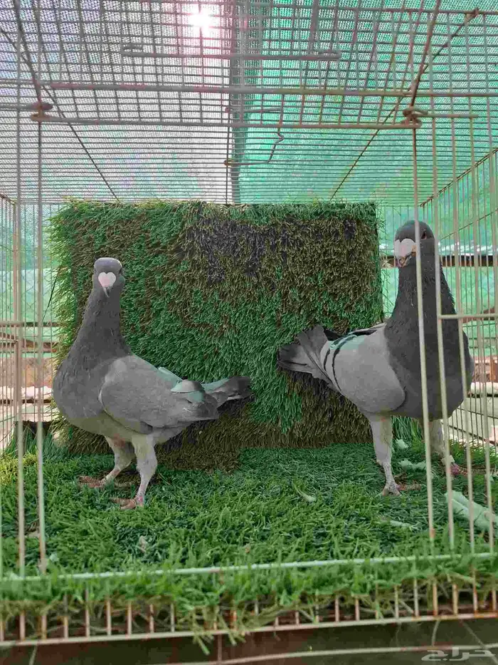 جوز حمام هومر 0