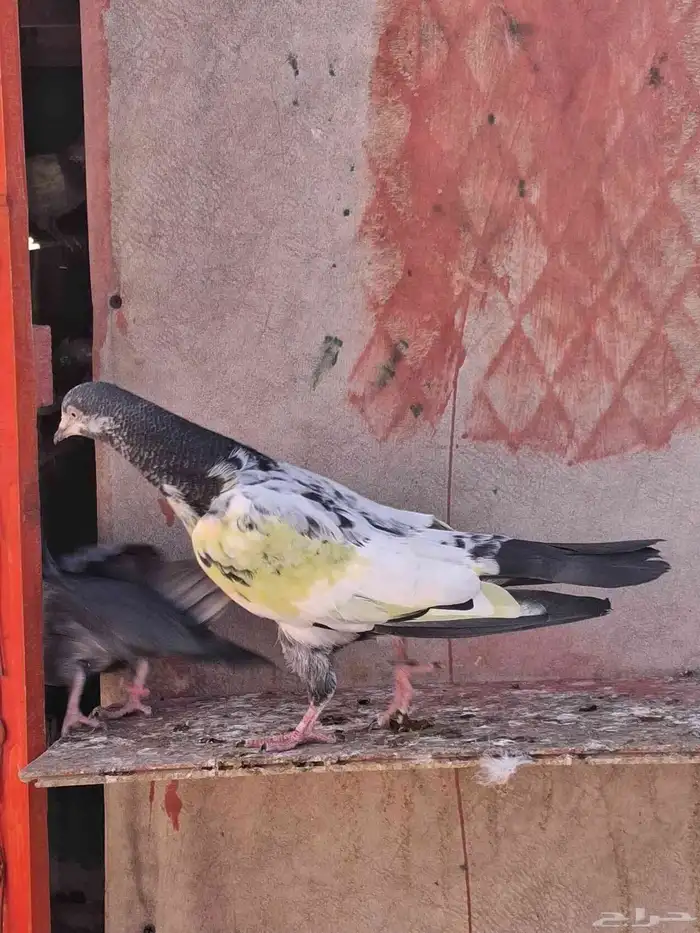 حمام باكستاني فاخر للببع بسعار رمزيه سبب البيع تخفيف 0