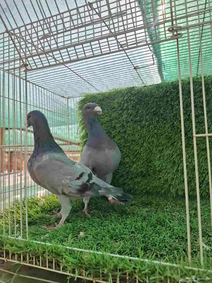 جوز حمام هومر 2