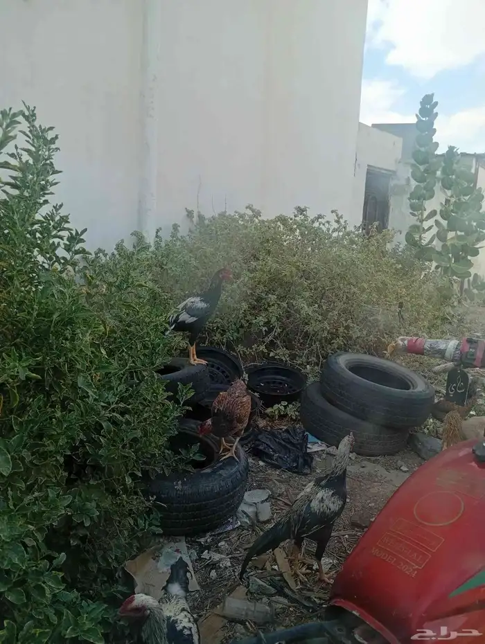 دجاج باكستاني اصيل 2