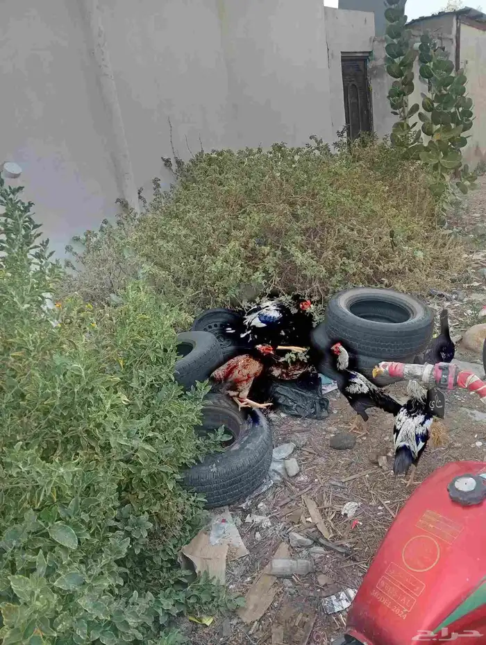 دجاج باكستاني اصيل 0