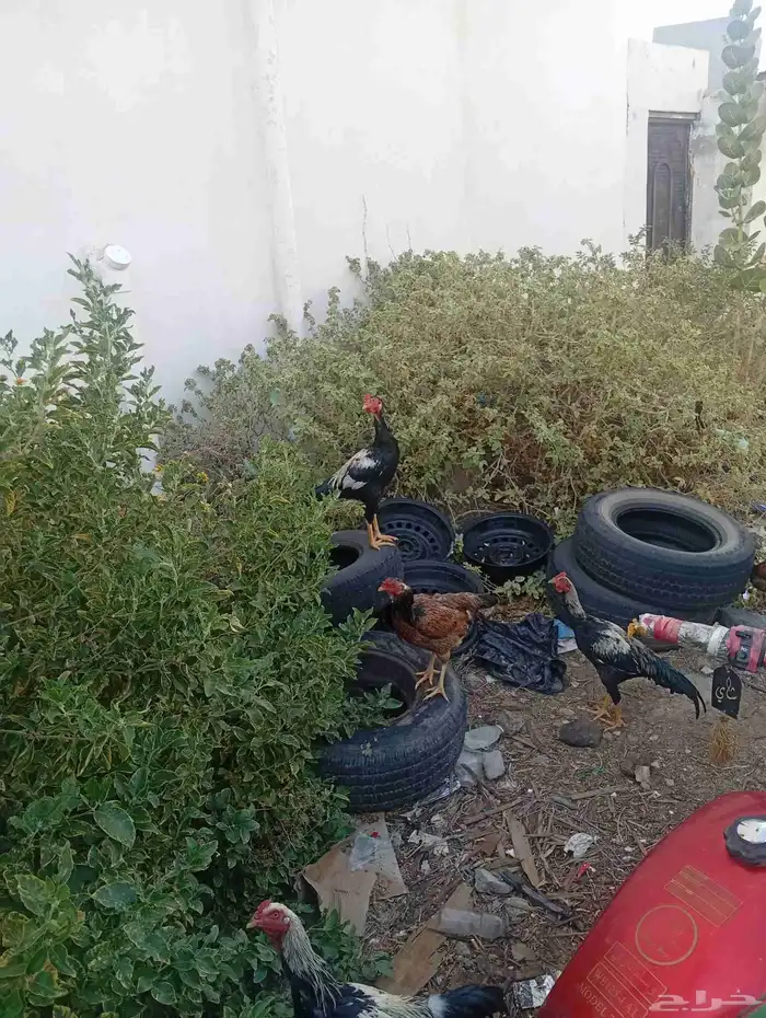 دجاج باكستاني اصيل 1