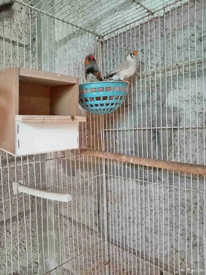 زوج زيبرا إنجليزي 1