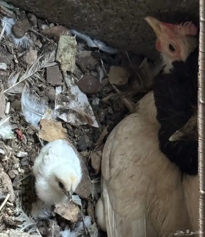 دجاجه للبيع مع بيضها وصيصانها 1