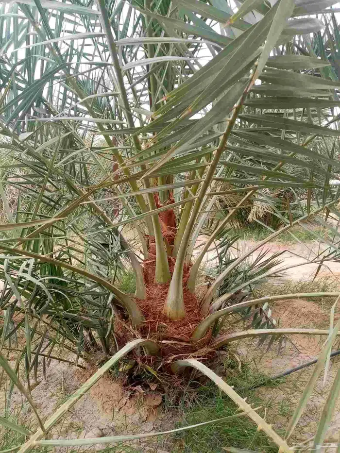 بيع نخل مثمر من أجود النخيل برحي منيفي صقعي مجدول هلالي 1