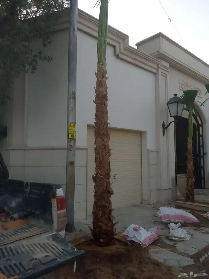 نخيل واشنطني زينه لبيع 7