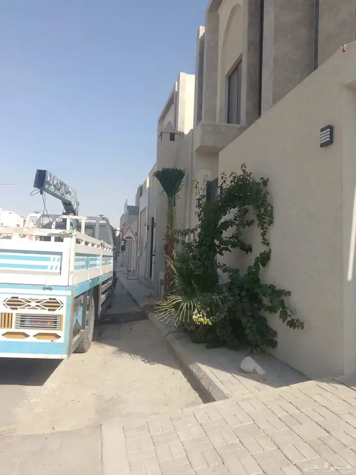 نخيل واشنطني زينه لبيع 2