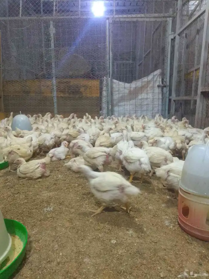 دجاج لاحم ابيض 1