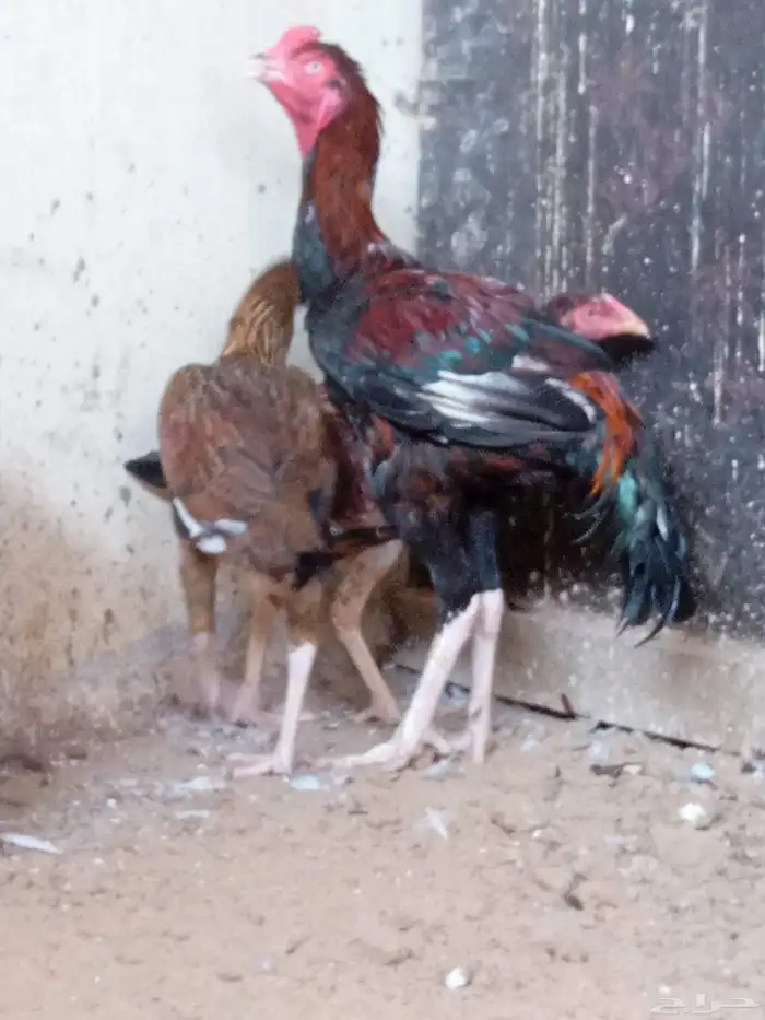 دجاجتان باكستاني 4