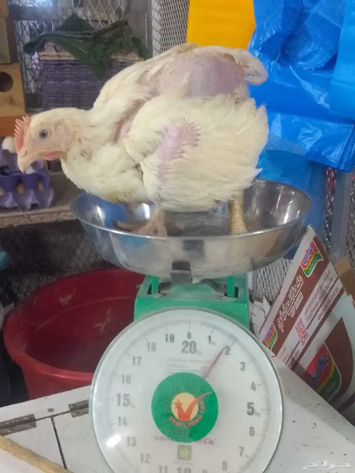 دجاج لاحم ابيض 0