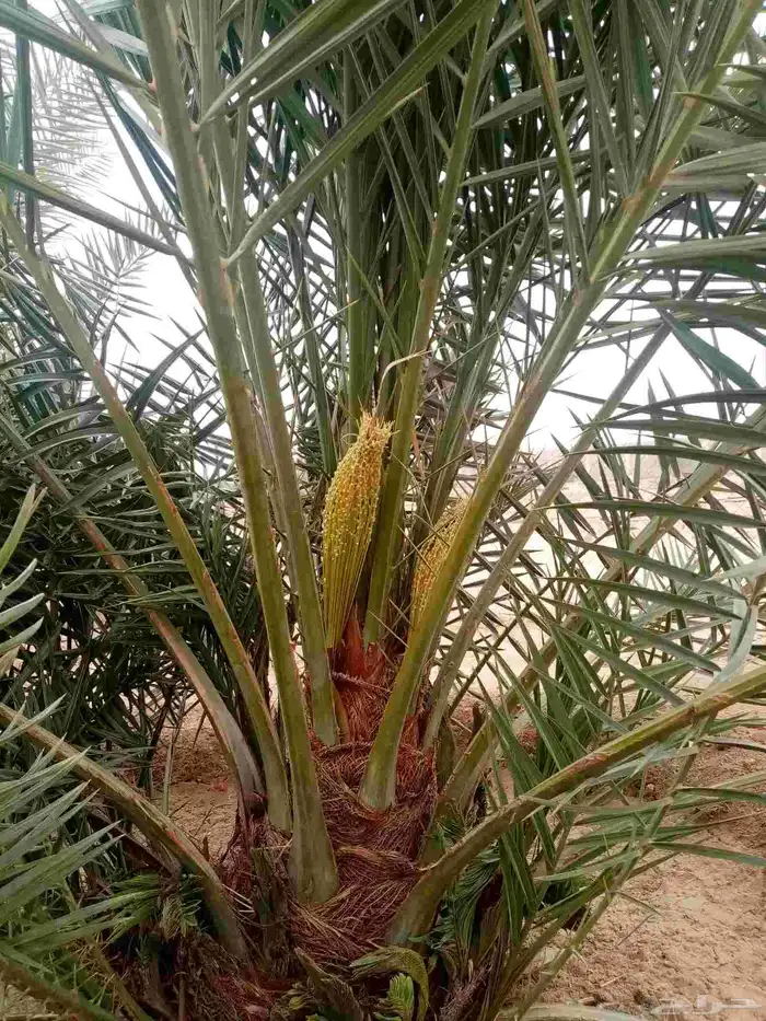 بيع نخل مثمر من أجود النخيل برحي منيفي صقعي مجدول هلالي 2