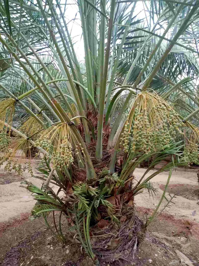 بيع نخل مثمر من أجود النخيل برحي منيفي صقعي مجدول هلالي 3