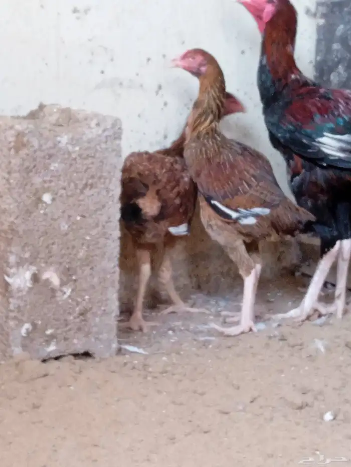 دجاجتان باكستاني 3