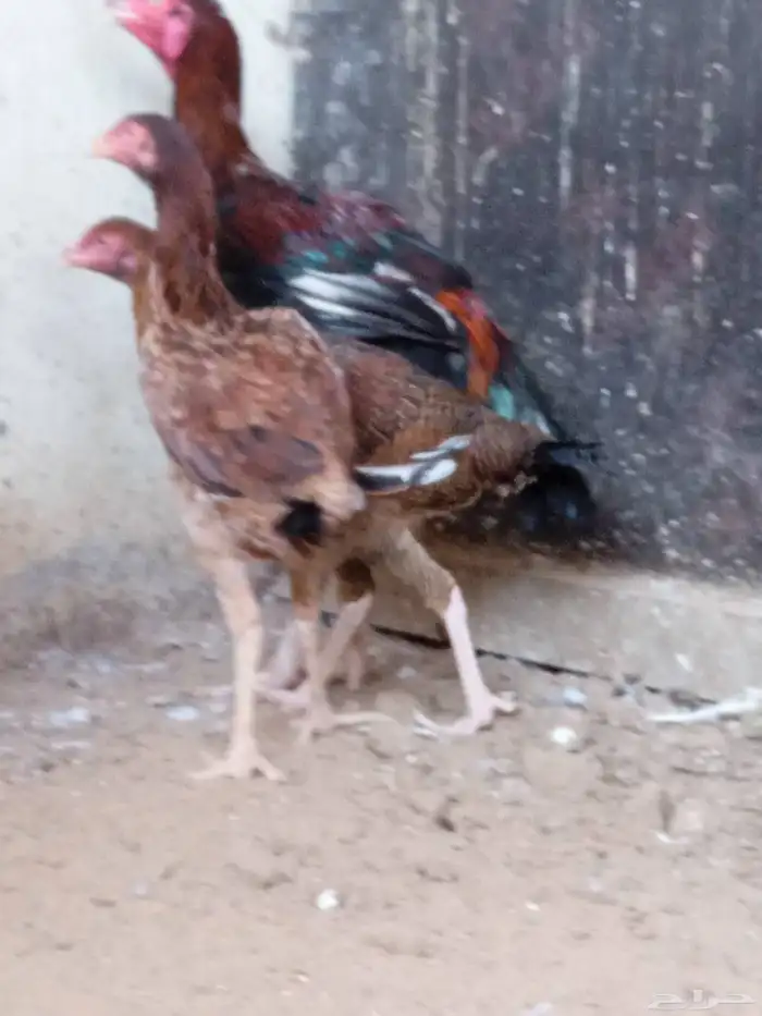 دجاجتان باكستاني 1