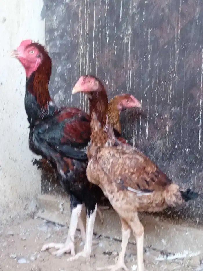 دجاجتان باكستاني 5