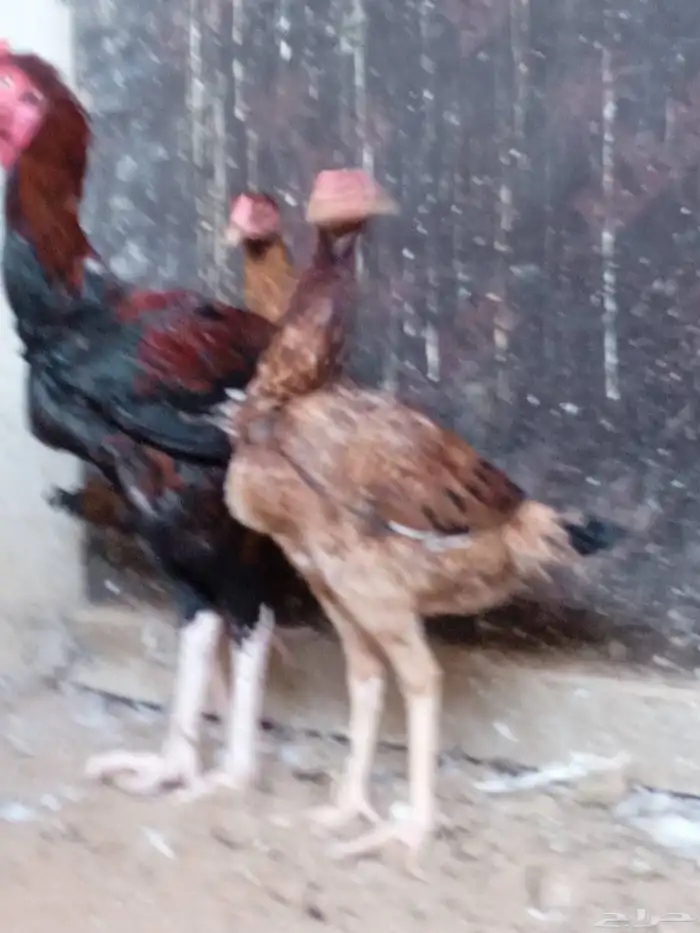 دجاجتان باكستاني 7