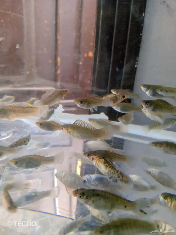 أسماك زينة مولي الحبة بريال 0