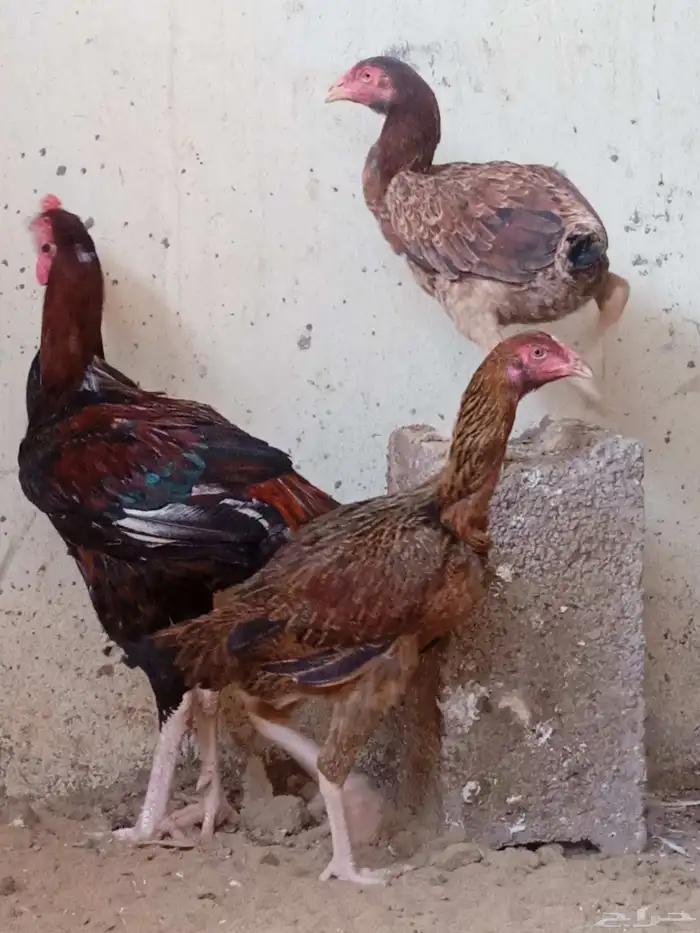 دجاجتان باكستاني 2