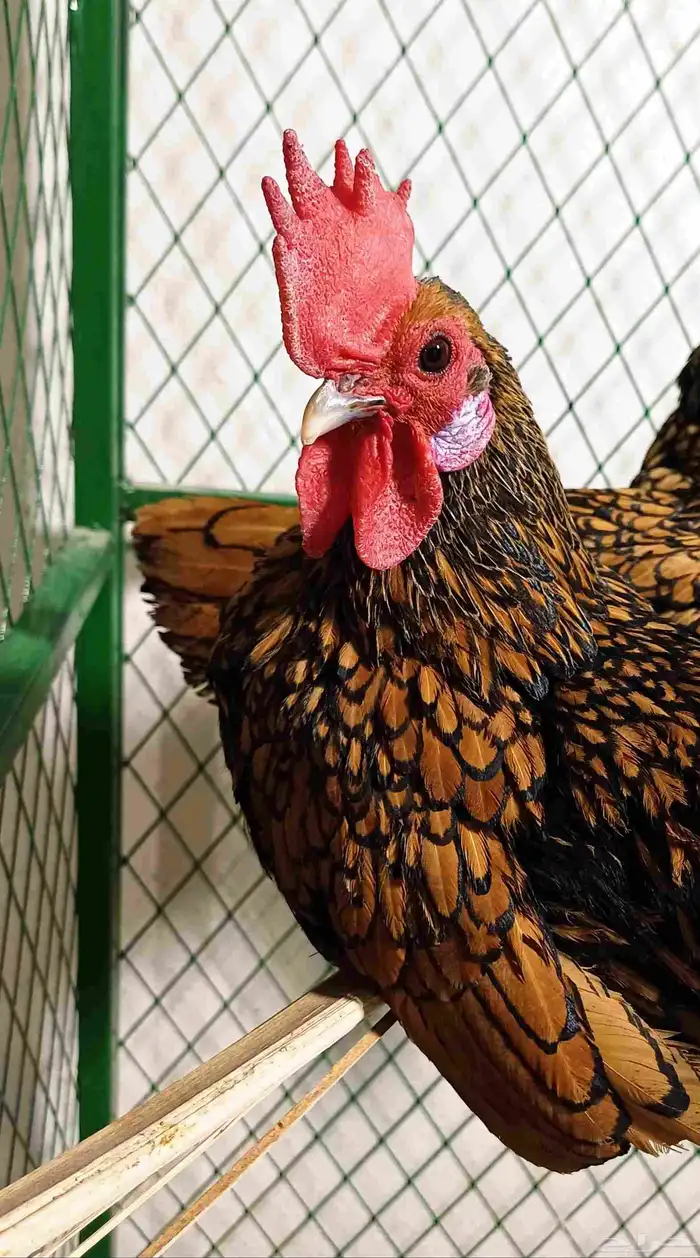 ديك سبرايت حباحب نحاسي فحل 2