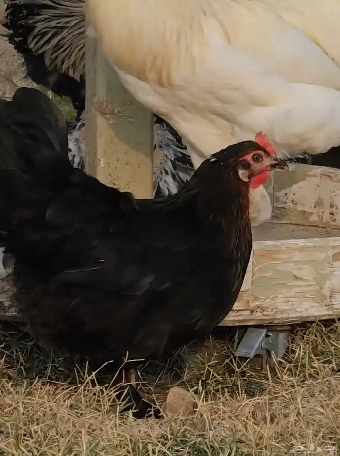 دجاج للبيع . ديك ودجاجتين هجين براهما وبلدي 1